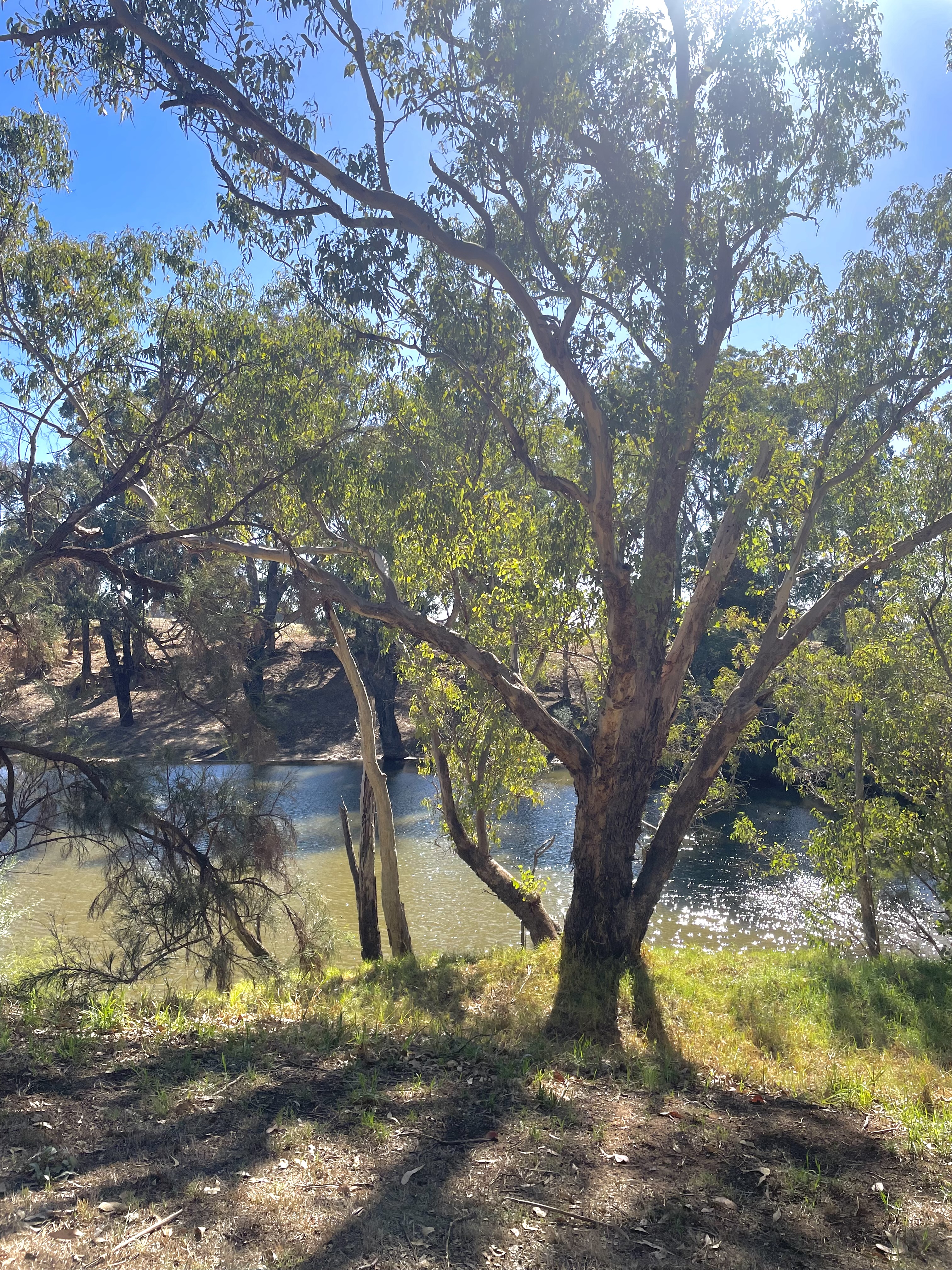 Site image