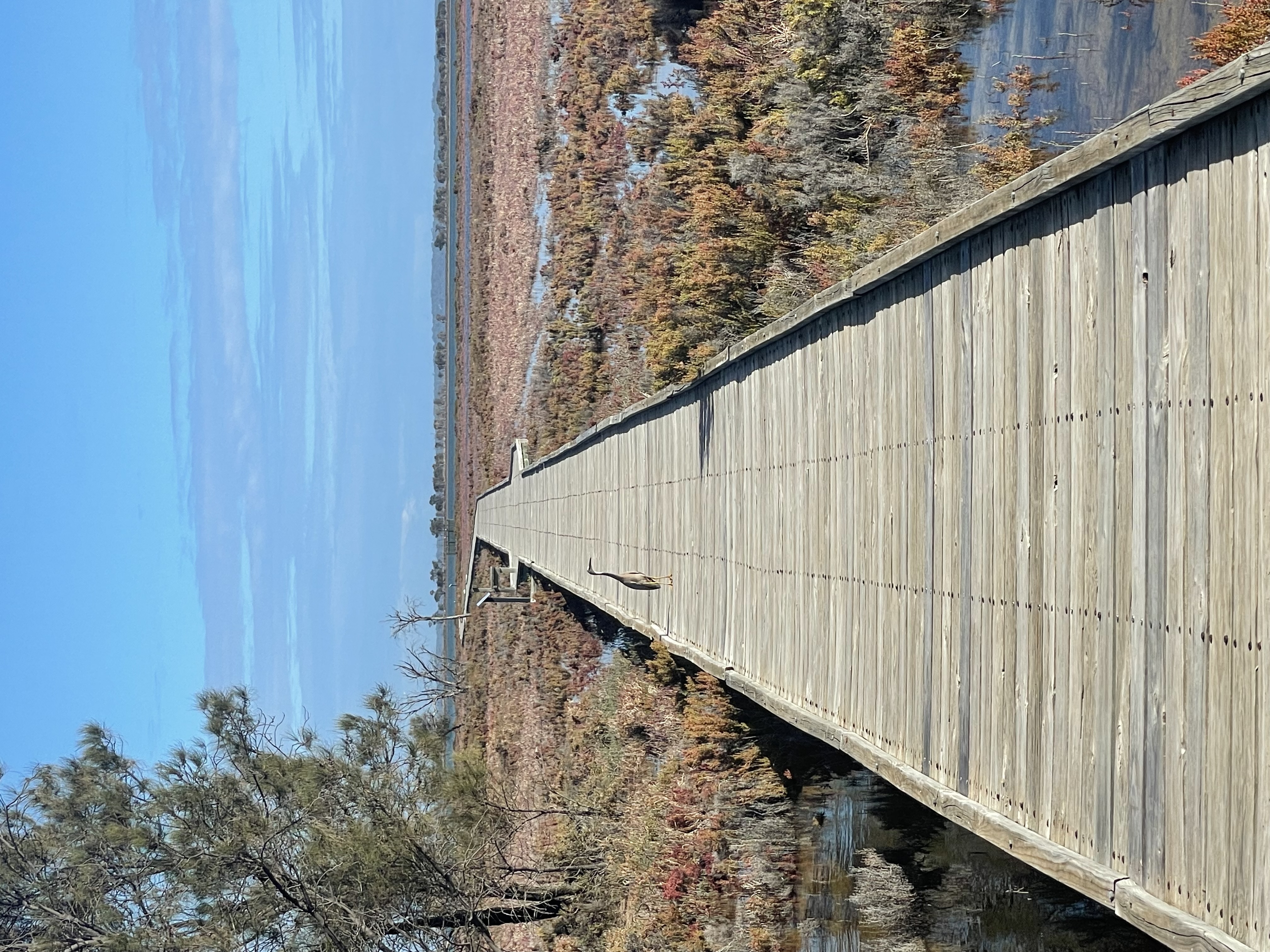 Site image
