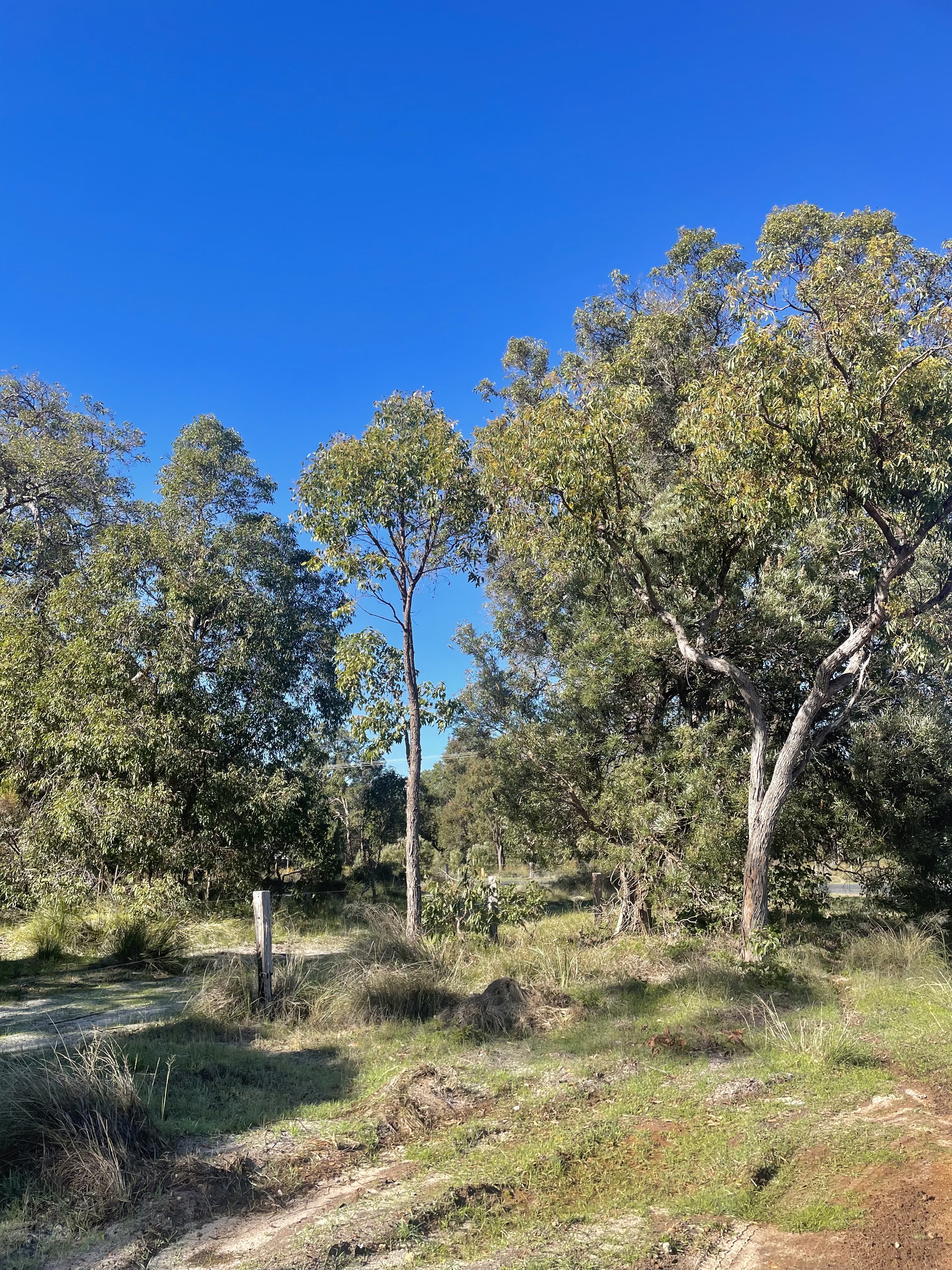 Site image