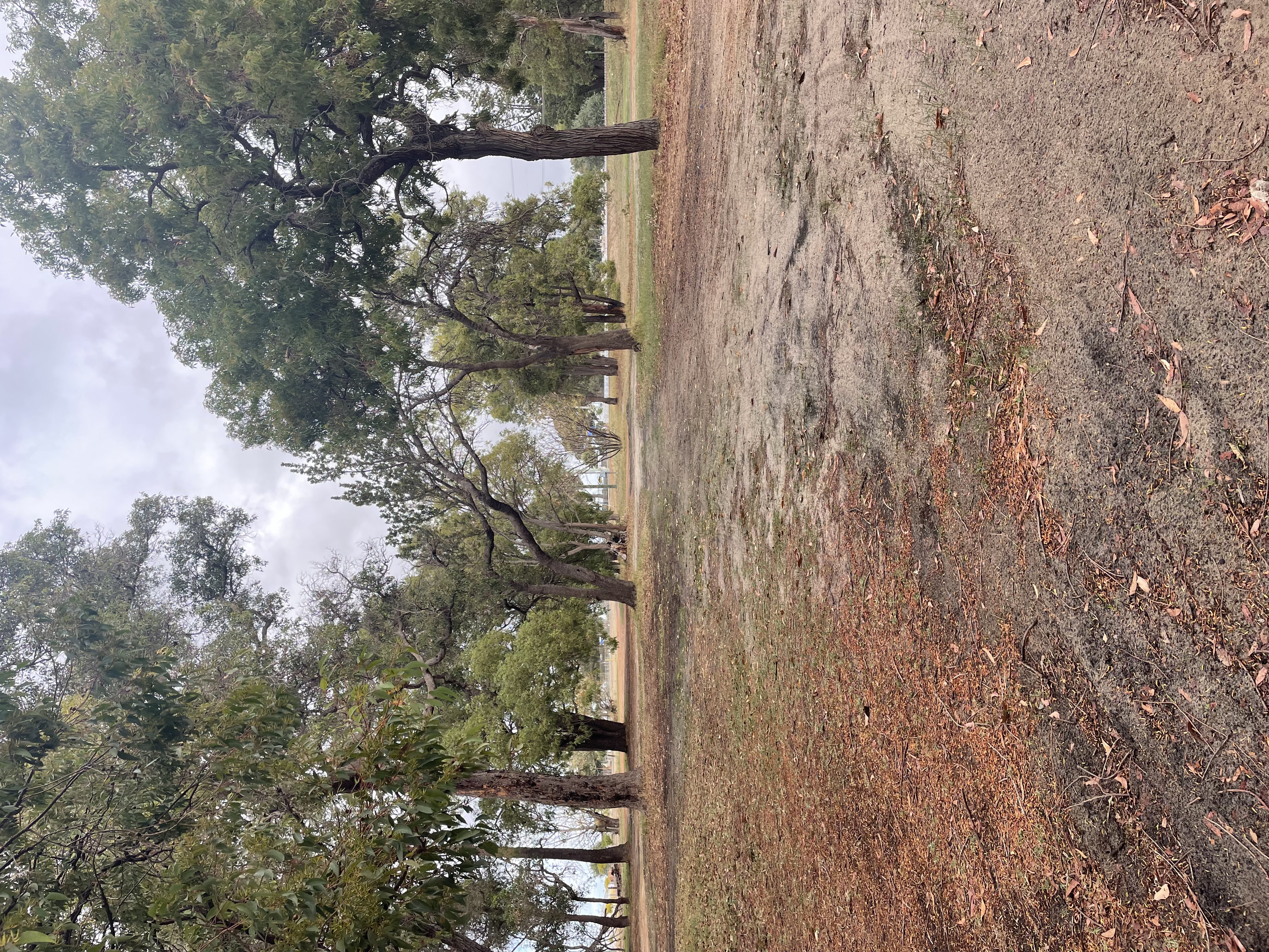 Site image